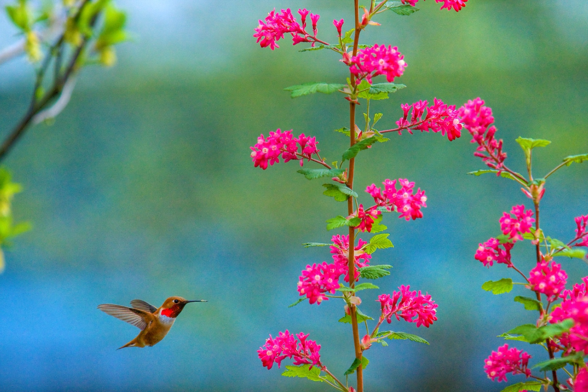 Hummingbird scouts return from Mexico. Rufous males seek the currant's red nectar. — vision 1