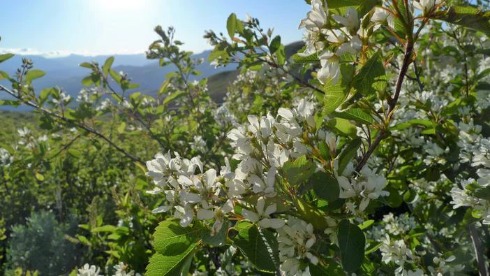 Serviceberry blooms like scattered snow. White petals in the upland sun. — vision 1