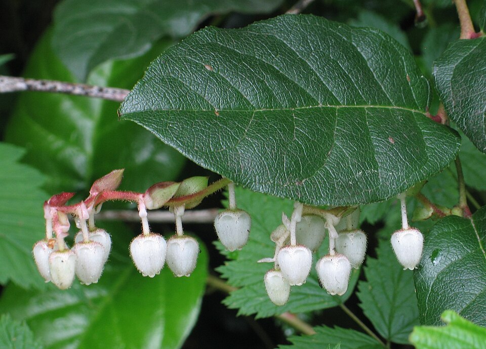 Salal bells nod in coastal wind. Pale pink promises of blue-black berries. — vision 1