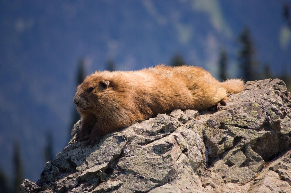 Marmots whistle from talus slopes. Olympic's endemic children, emerged and breeding. — vision 1