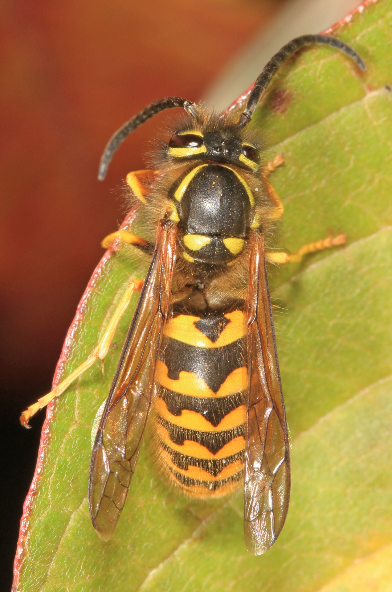 Yellow jackets turn aggressive. Colonies at maximum, tempers short. — vision 1