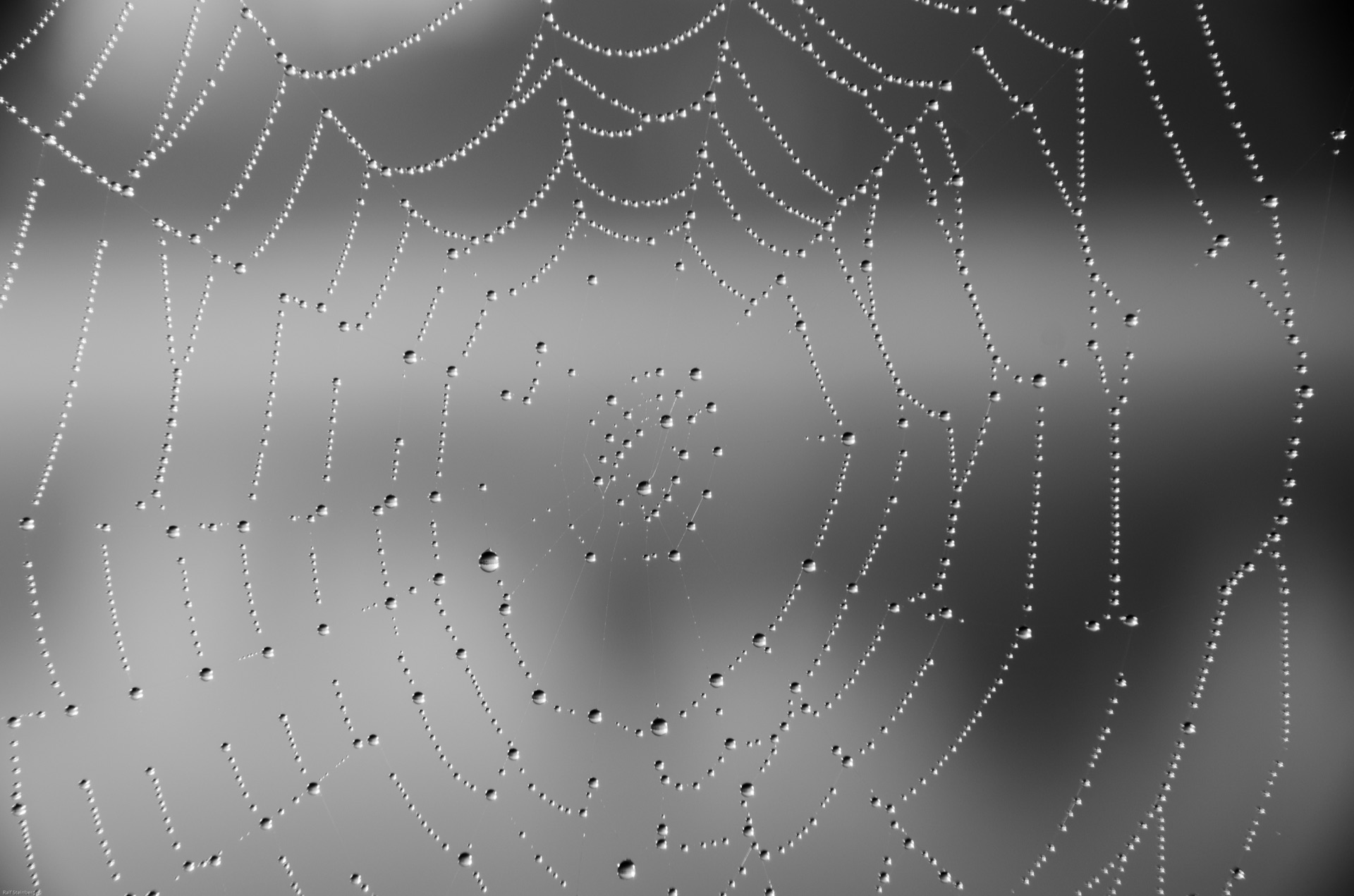 Mosquito song diminishes. Peak passed, relief approaches. — vision 1