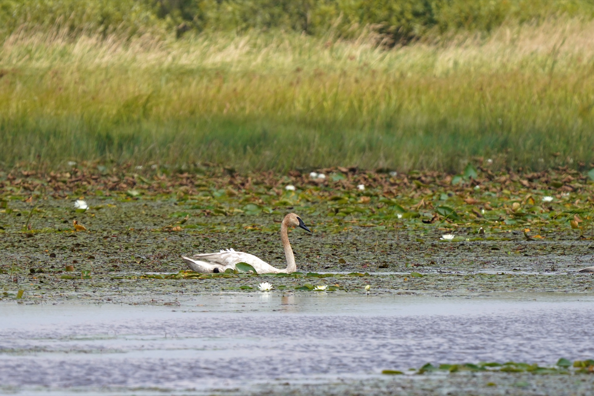 White wings settle on still waters—snow geese, trumpeter swans claim the valley. Forty thousand strong. — vision 1