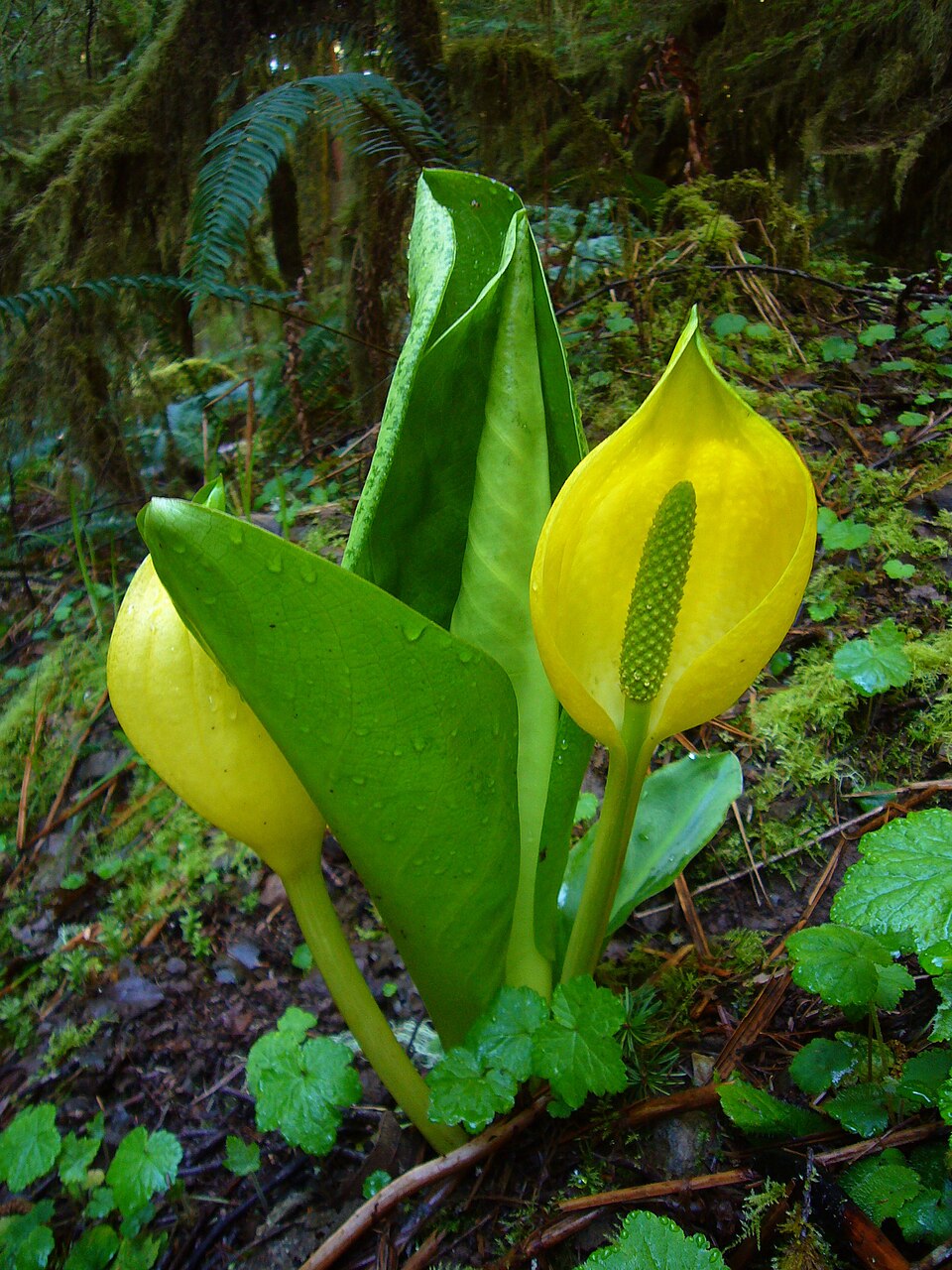Skunk cabbage unfurls in wetlands Yellow spathes pierce the swamp's cold gloom. — vision 1